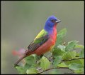 _7SB3957 painted bunting